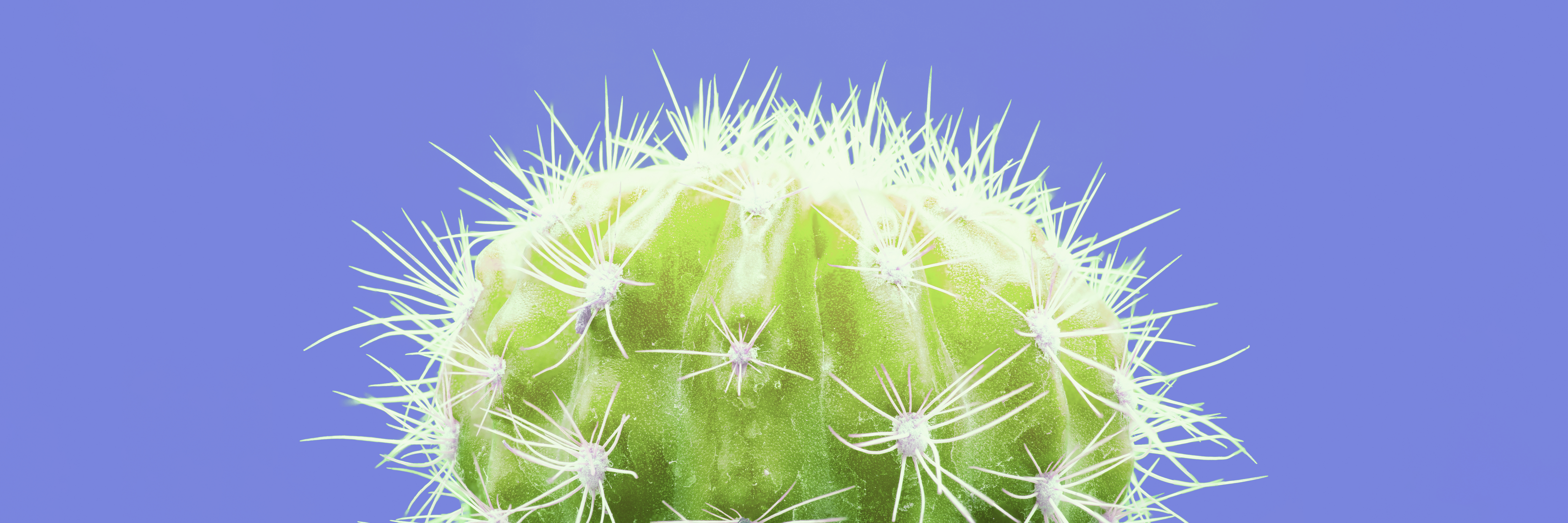 Najpopularniejsze rośliny egzotyczne